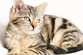 Batas pendengaran kucing sejauh 65 khz, sedangkan manusia hanya 20 khz. Simak 7 Fakta Menarik Tentang Kumis Kucing Halaman All Kompas Com