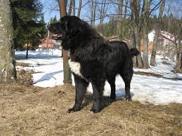 The bucovina shepherd, ciobanesc romanesc de bucovina. CiobÄƒnesc Romanesc Corb InformaÈ›ii Caracteristici Culori Marime Greutate Pui
