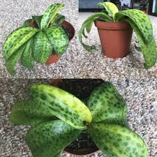 Image result for Drimiopsis