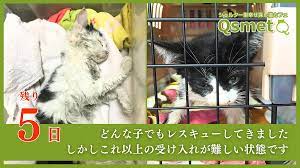 活動報告 1匹でも多くの命を救うため。より広いシェルター型保護猫カフェへ（シェルター型保護猫カフェQsmet 田代人恵） - クラウドファンディング  READYFOR