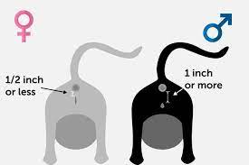 But there are some ways you can get a good identification of the gender. Pin On Animal Shelter