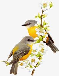apricot branches of small yellow bird bird clipart apricot branches png transparent clipart image and psd file for free download watercolor bird birds painting bird art
