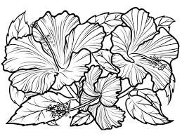 Show your kids a fun way to learn the abcs with alphabet printables they can color. Hibiscus Flowers Coloring Page Free Printable Coloring Pages For Kids