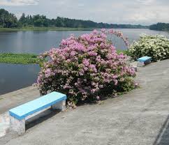 Image result for Bougainvillea sp. cultivar