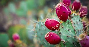 Cactus and succulent homepages on the www. New Material Cactus Based Eco Friendly Thermal Insulation Ongreening Green Building Made Easier And More Accessible To All