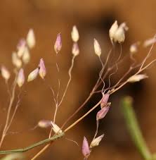 Image result for Tricholaena