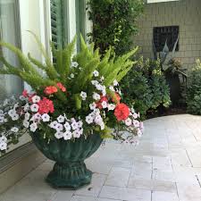 Here is everything you need to know. Foxtail Fern Geranium And Petunia Vine Garden Market Container Flowers Flower Pots Outdoor Container Plants