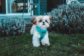 The shih tzu is a small dog breed and one that is very popular among people that love little dogs, and particularly cute, fluffy lap dogs! The 7 Best Haircuts For Shih Tzu