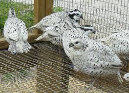 Snow Flake Variety Of Bobwhite Quails They Are So Pretty Quail Coop Quail Raising Quail