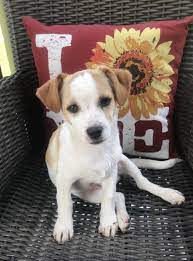 In fact, together with petco and our more than 4,000 community partners, we help find homes for thousands of dogs, cats, rabbits and other pets every week. Adopt Scotty On Petfinder Chihuahua Terrier Mix Terrier Mix Dogs Animal Rescue