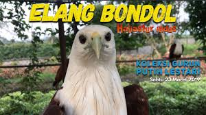 Maybe you would like to learn more about one of these? Begini Suara Asli Elang Bondol Youtube