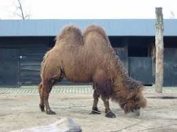 Camels drink lots of it. One Hump Or Two Edhelper