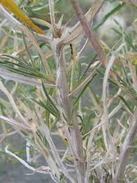 Image result for Geigeria