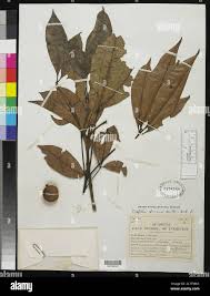 Image result for Oldfieldia