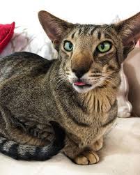 Balam Says On Instagram Balam Got The Memo Tongueouttuesday