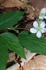 Image result for Rubus sp.