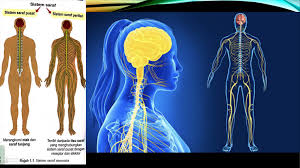Kedua organ itu dilindungi oleh selaput berupajaringan ikat yang disebut meninges. Sains Tingkatan 3 Bab 1 3qs Excellent Tuition Centre Miri Facebook