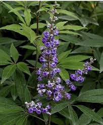 Image result for Vitex obovata