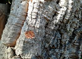 Image result for Quercus suber
