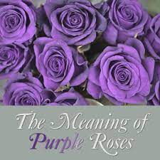 Check spelling or type a new query. Purple Rose Flower Meaning And Symbolism Purple Roses Flower Meanings Purple Roses Wallpaper
