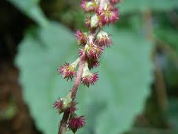 Image result for Cyathula