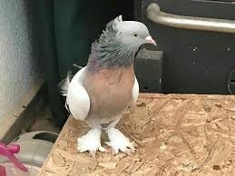 Pin By Celso Tristao On Guvercin Pidgeon Cute Pigeon Tumbler Pigeons Weird Birds