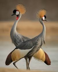Big Birds With Red Heads Gray Crowned Crane A Bird Native To The Continent Of Africa Bird Pictures Beautiful Birds Bird Photography
