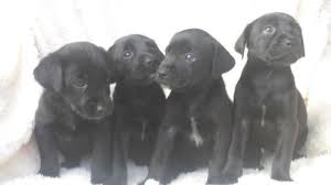 We did not find results for: Black Lab Shepherd Mix Puppies 8 Weeks For Sale In Christiana Delaware Classified Americanlisted Com