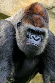 Pin On Gorilla