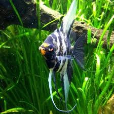 10 Best Angelfish For Freshwater Aquariums