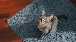 The 10 Best Cat Flea Sprays For Home In 2021 Reviews