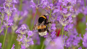 Some flowers need particular kinds of bees for effective pollination and these bees need the nectar from these we need the bees to get good yield from the crops in our vegetable gardens and from our fruit trees. Best Bee Friendly Plants 12 Beautiful Ideas To Try In Your Garden Gardeningetc