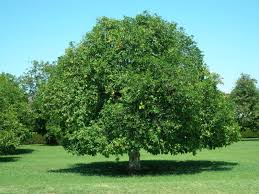 Maybe you would like to learn more about one of these? Citrus Tree Elgin Nursery Tree Farm Phoenix Az