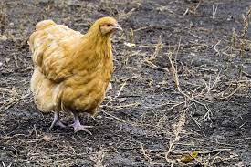 Check spelling or type a new query. Buff Orpington Chicken Breed Guide Know Your Chickens