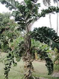 Image result for Aiphanes horrida