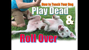 Teaching your dog roll over on command is a fun and satisfying trick. How To Teach Your Dog To Roll Over And Play Dead Fast Youtube