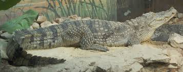 The Leviathan Nile Crocodile Crocodile Pictures Crocodile