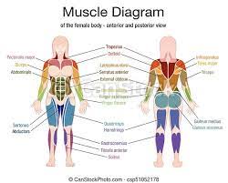 The following list includes bo. Muscle Diagram Female Body Names Muscle Diagram Of The Female Body With Accurate Description Of The Most Important Muscles Canstock