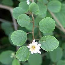 Image result for Grewia microthyrsa