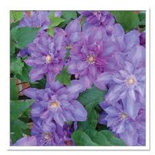 They include varieties such as the striped 'nelly moser' and the beautifully double 'vyvyan pennell', and. Pin On Perennial Climbers