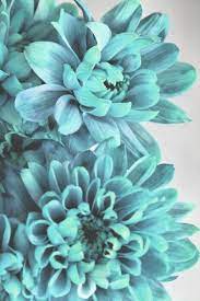 If you have any questions about your purchase or any other … Pin By Cassie Gauvin On Wedding 3 Turquoise Aesthetic Turquoise Flowers Flower Aesthetic