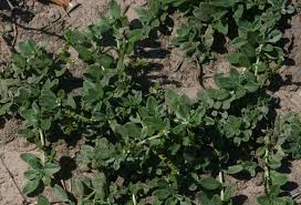 Image result for Euploca ovalifolia