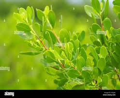 Image result for Lumnitzera racemosa