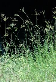 Image result for Chloris pilosa