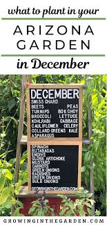 Arizona Garden In December Growing In The Garden Arizona Gardening When To Plant Vegetables Container Gardening Vegetables