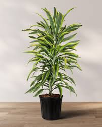 Image result for dracaena