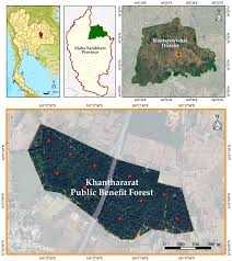 Image result for Olax pentandra