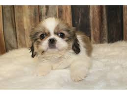 Image result for pekingese