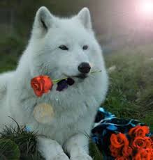Maybe you would like to learn more about one of these? Black Wolf Sad Ø§ÙØ°Ø¦Ø¨ Ø§ÙØ£Ø³ÙØ¯ Ø§ÙØ­Ø²ÙÙ Ø§ÙØµÙØ± ÙÙØ³Ø¨ÙÙ