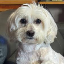 Discover LUZIA by Cirque du Soleil, where rain predicts the future and  light reveals the truth. Coming to Vancouver